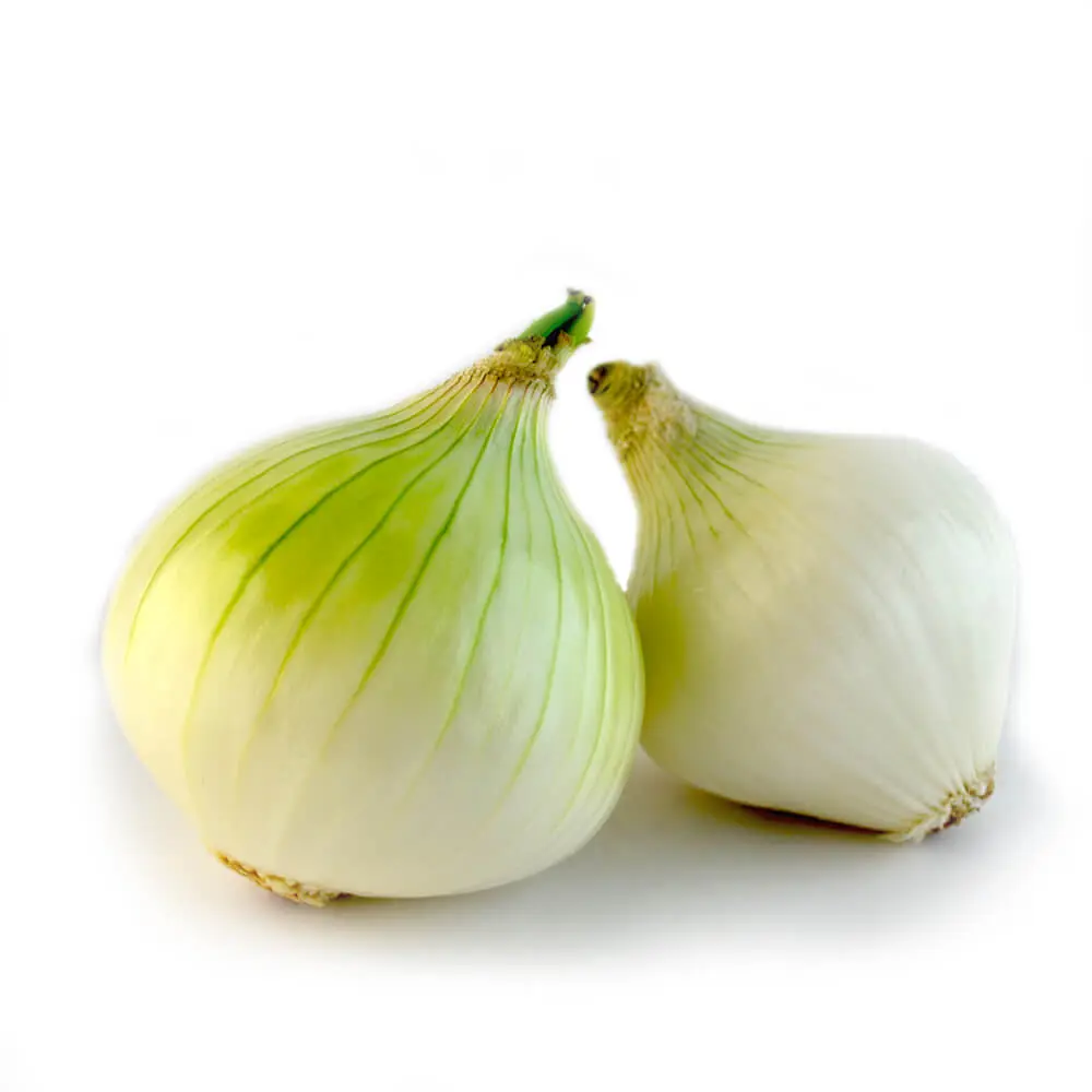 CEBOLLA