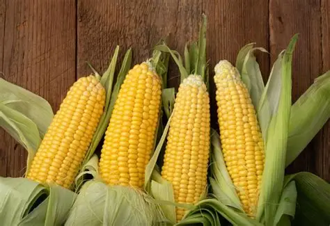 ELOTE