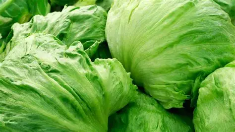 LECHUGA