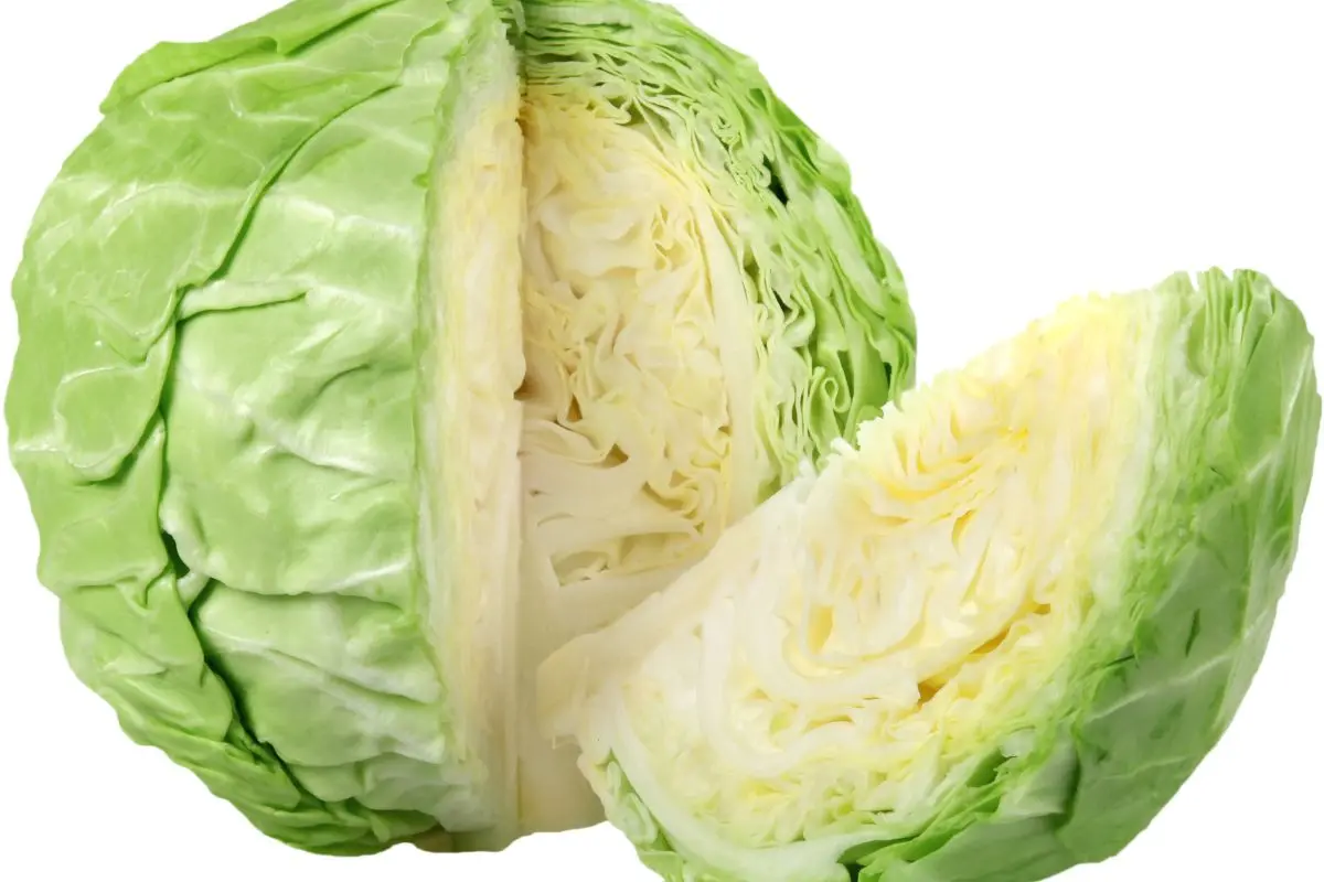 REPOLLO